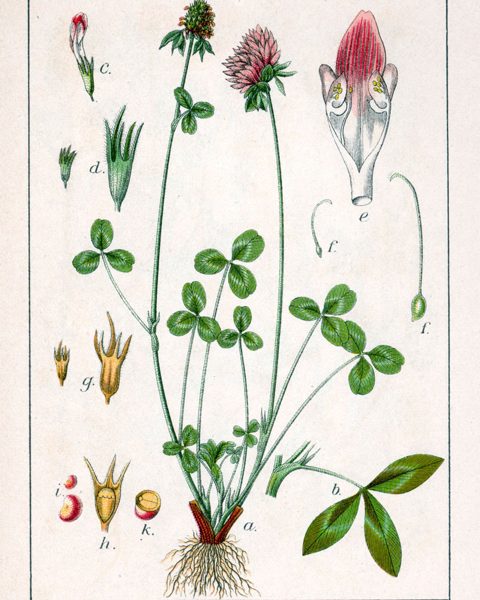 Red Clover